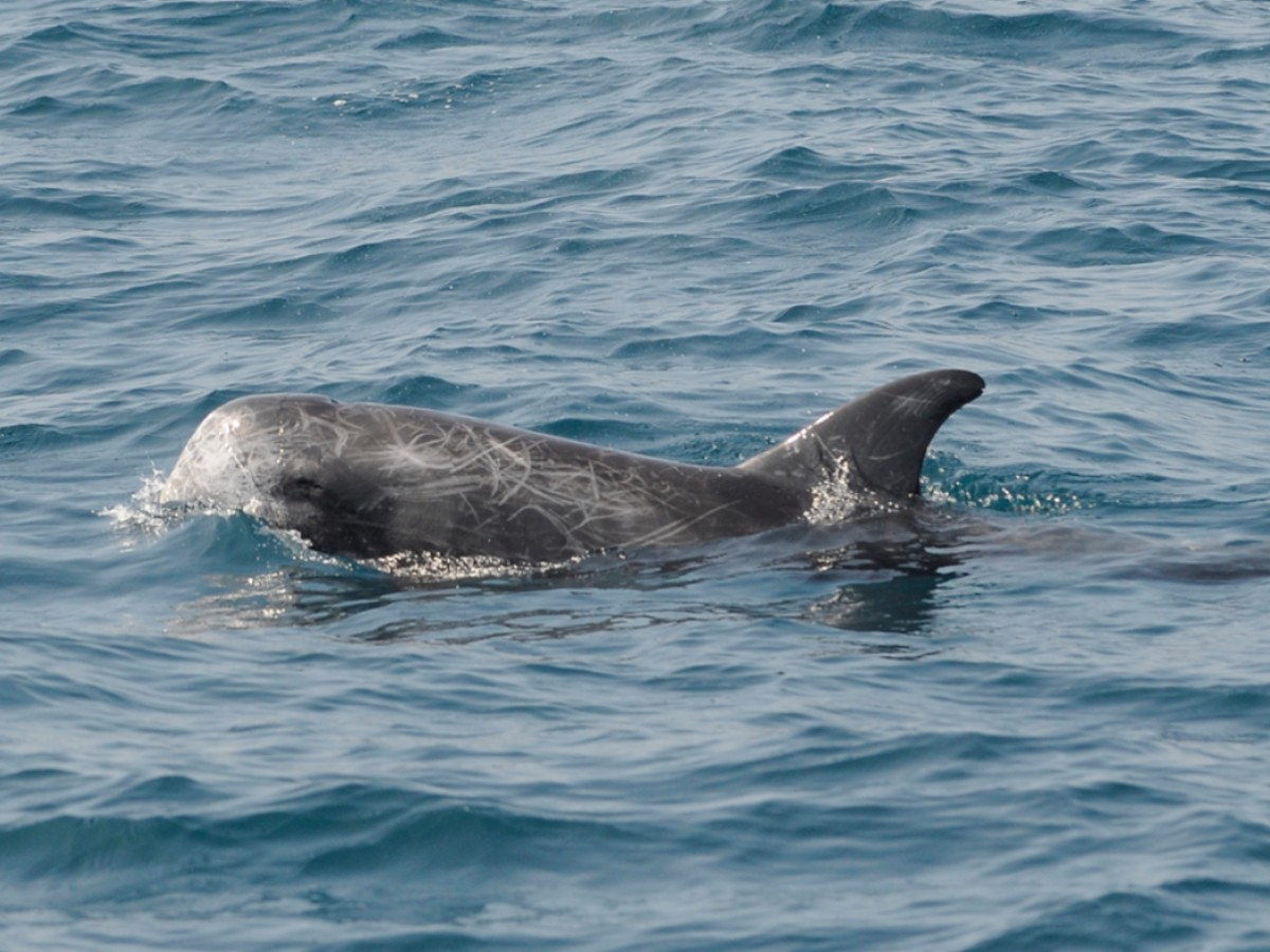Il Centro Centro Ricerca Cetacei
